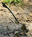 Blackwater Clubtail - photo 2