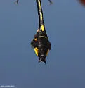 Blackwater Clubtail - photo 3