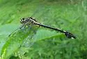 Blackwater Clubtail - photo 4