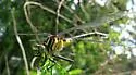 Blackwater Clubtail - photo 5