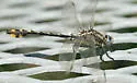 Plains Clubtail