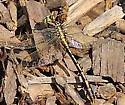Plains Clubtail - photo 2