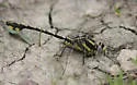 Plains Clubtail - photo 3