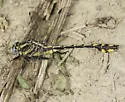 Plains Clubtail - photo 4