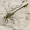 Tamaulipan Clubtail