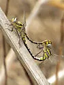 Tamaulipan Clubtail - photo 2