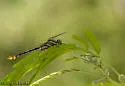 Tamaulipan Clubtail - photo 3
