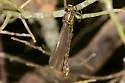 Cocoa Clubtail