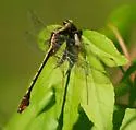 Cocoa Clubtail - photo 2
