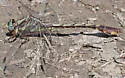 Cocoa Clubtail - photo 3