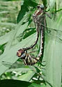 Cocoa Clubtail - photo 4