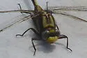 Cocoa Clubtail - photo 5