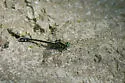 Splendid Clubtail