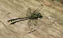 Splendid Clubtail - photo 2
