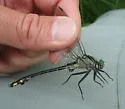 Splendid Clubtail - photo 3