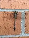 Splendid Clubtail - photo 5