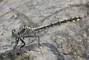 Columbia Clubtail