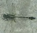 Gulf Coast Clubtail