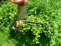 Septima's Clubtail