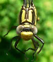 Septima's Clubtail - photo 2