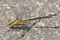 Septima's Clubtail - photo 4