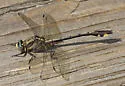 Septima's Clubtail - photo 5