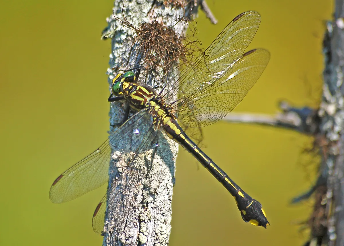 Cobra Clubtail