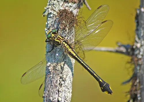 Cobra Clubtail - photo 2