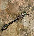 Skillet Clubtail