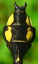 Skillet Clubtail - photo 2