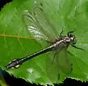 Skillet Clubtail - photo 4