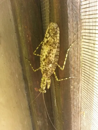 Gonatista jaiba