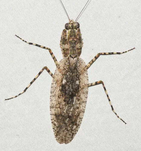 Gonatista major