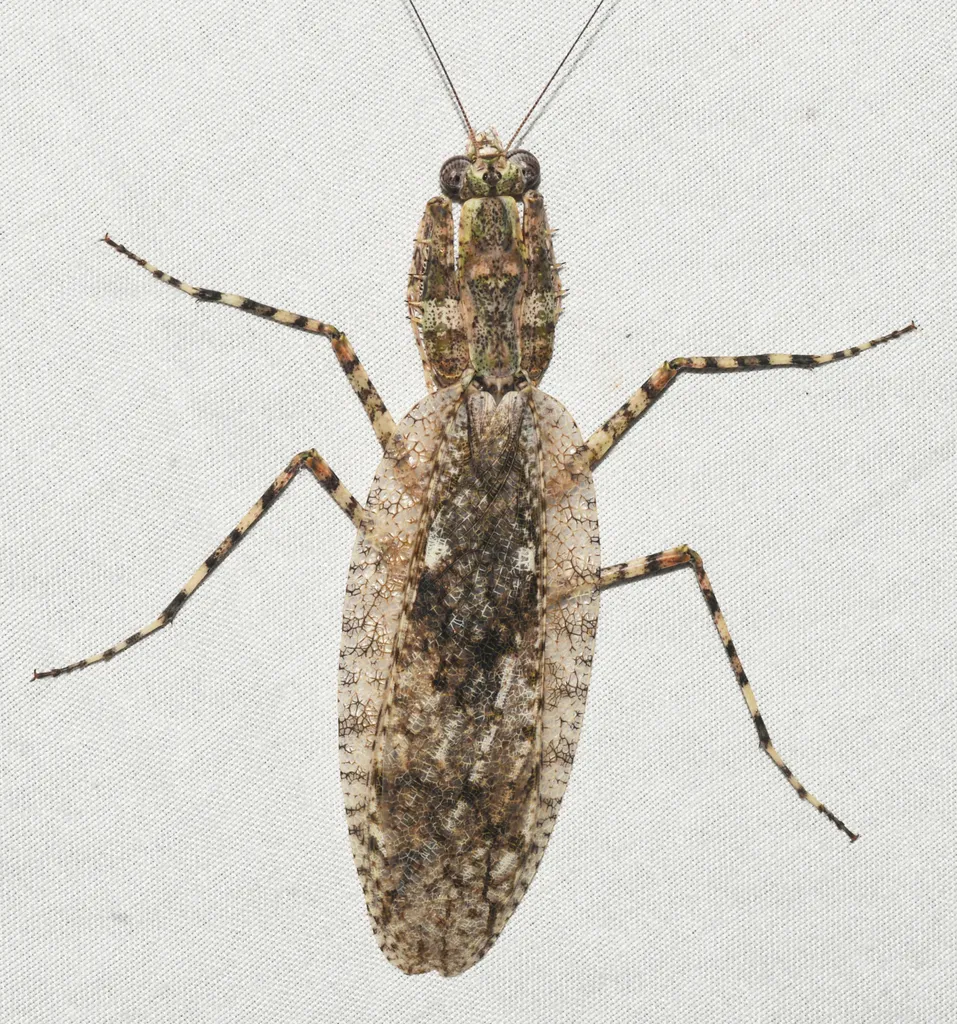 Gonatista major - photo 2