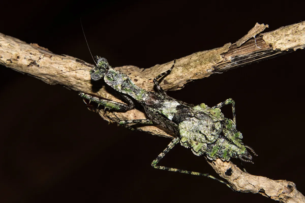 Gonatista reticulata - photo 3