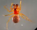 Gonatium crassipalpus