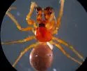 Gonatium crassipalpus - photo 2