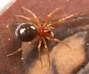 Gonatium crassipalpus - photo 3