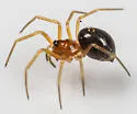 Gonatium crassipalpus - photo 4