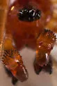 Gonatium crassipalpus - photo 5
