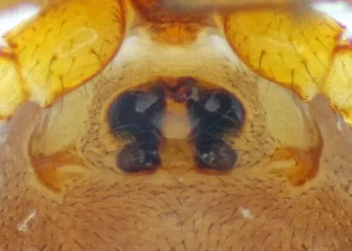 Gonatium rubellum - photo 3