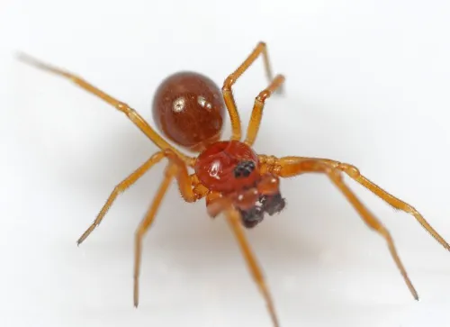 Gonatium rubens
