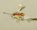 Gonatocerus morrilli