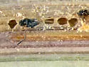 Gonatocerus rivalis - photo 2