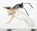 Gonatocerus rivalis - photo 3