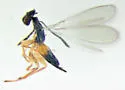 Gonatocerus rivalis - photo 4
