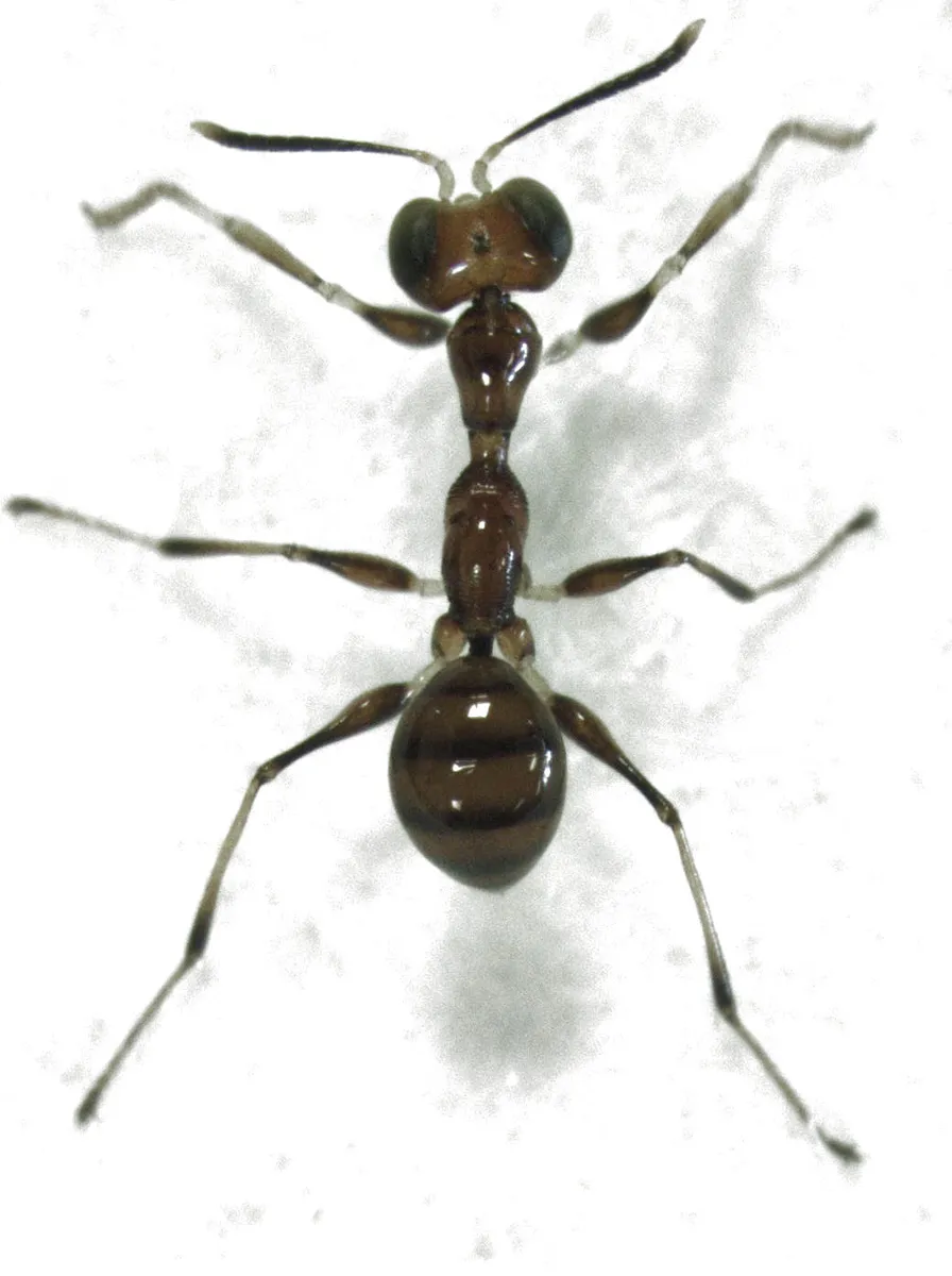Gonatopus alpinus - photo 3