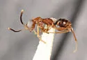 Gonatopus americae