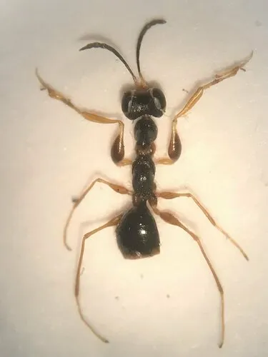 Gonatopus clavipes