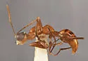 Gonatopus herbarum